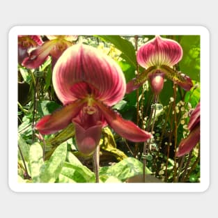 Serene Beauty: Red-Green Venus Slipper Orchids Print Sticker